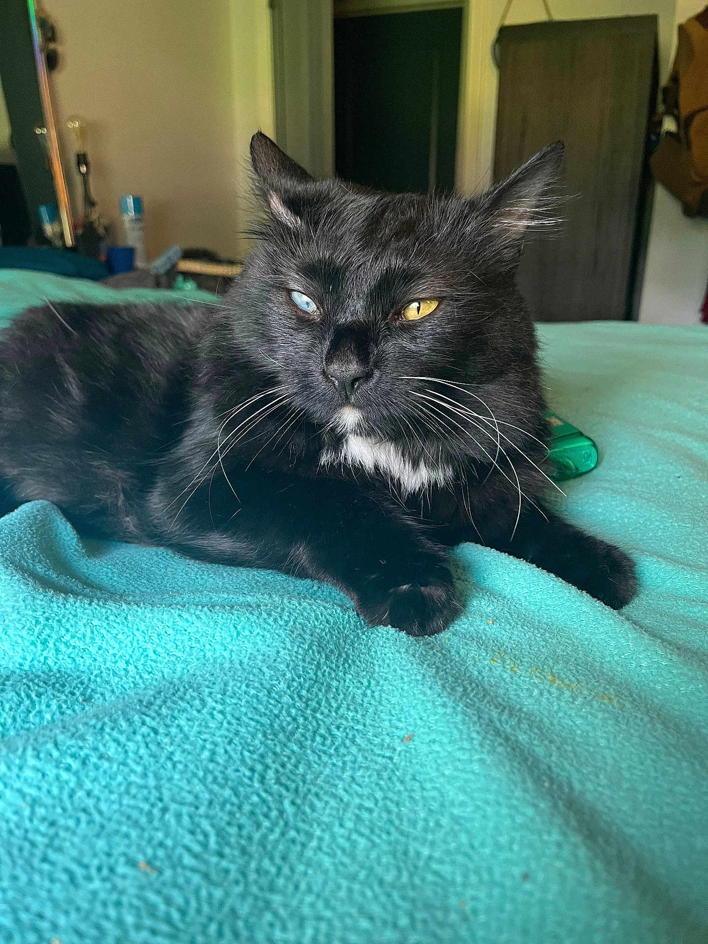 Beans is registered to the contest to win money with this photo: cat, black_cat, heterochromia, indoor, bedroom, blanket, pet, animal, feline, whiskers, relaxed, lying_down, close_up, fur, cute, domestic_animal, house, resting, mammal, portrait