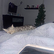 Robby joined the competition — help win amazing prizes! animal, bed, blanket, cat, christmas_tree, computer_monitor, cozy, decorations, dresser, furniture, home, indoor, lamp, night, pet, quiet, quilt, resting, room, sleeping