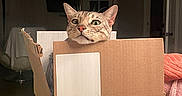 Robby is registered to the contest to win money with this photo: cat, tabby, cardboard_box, yellow_box, indoor, pet, curious, wide_eyes, feline, domestic_cat, box, animal, cute, whiskers, ears, home, curiosity, resting, brown, striped