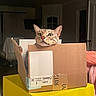 cat, tabby, cardboard_box, yellow_box, indoor, pet, curious, wide_eyes, feline, domestic_cat, box, animal, cute, whiskers, ears, home, curiosity, resting, brown, striped