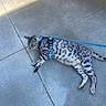 cat, animal, pet, harness, leash, concrete, outdoor, spotted, feline, laying, gray, blue, curious, alert, side_view, walk, domestic_animal, resting, sunlight, shadow