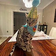 Robby is registered to the contest to win money with this photo: cat, party_hat, bandana, table, wooden_table, indoor, chandelier, decor, furniture, pet, domestic_cat, striped_cat, spotted_cat, celebration, costume, animal, home, interior, sitting, cute