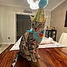 cat, party_hat, bandana, table, wooden_table, indoor, chandelier, decor, furniture, pet, domestic_cat, striped_cat, spotted_cat, celebration, costume, animal, home, interior, sitting, cute
