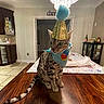 cat, party_hat, bandana, table, wooden_table, indoor, dining_room, chandelier, furniture, cabinet, floor_tiles, decor, pet, animal, curious, seated, domestic, spot_pattern, headwear, celebration