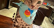 Robby joined the competition — help win amazing prizes! animal, bandana, birthday, cat, celebration, costume, curious, curious_look, domestic_cat, feline, festive, indoor, kitchen, party_hat, pet, pom_pom, spotted_cat, table, wide_eyes, wooden_table