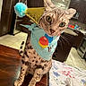 cat, party_hat, bandana, birthday, festive, spotted_cat, indoor, kitchen, table, wooden_table, curious, pet, domestic_cat, animal, wide_eyes, pom_pom, feline, celebration, costume, curious_look
