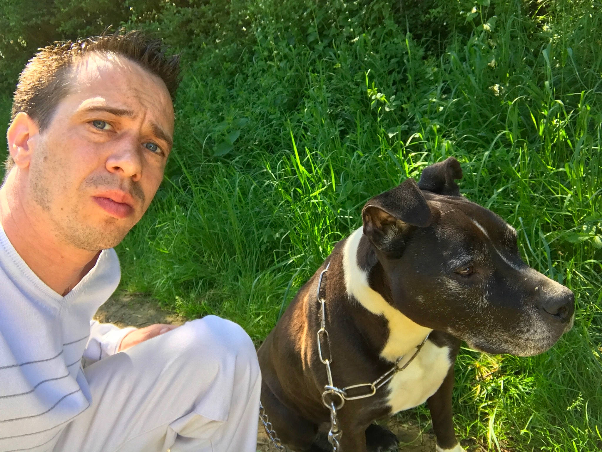 Bud participe au concours pour gagner de l'argent avec cette photo : american_pit_bull_terrier, american_staffordshire_terrier, carnivoran, dog, dog_breed, dog_like_mammal, grass, person, plant, snout