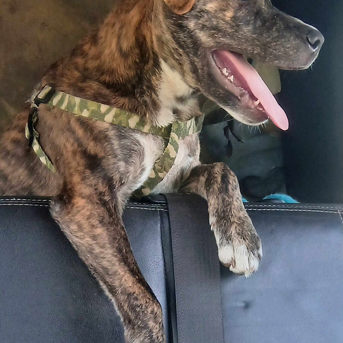 Pypur is registered to the contest to win money with this photo: animal, black_seat, brindle, canine, car_interior, dog, dog_face, domestic_animal, fur, happy, harness, paw, pet, seat, side_view, tongue_out, transportation, travel, vehicle, window