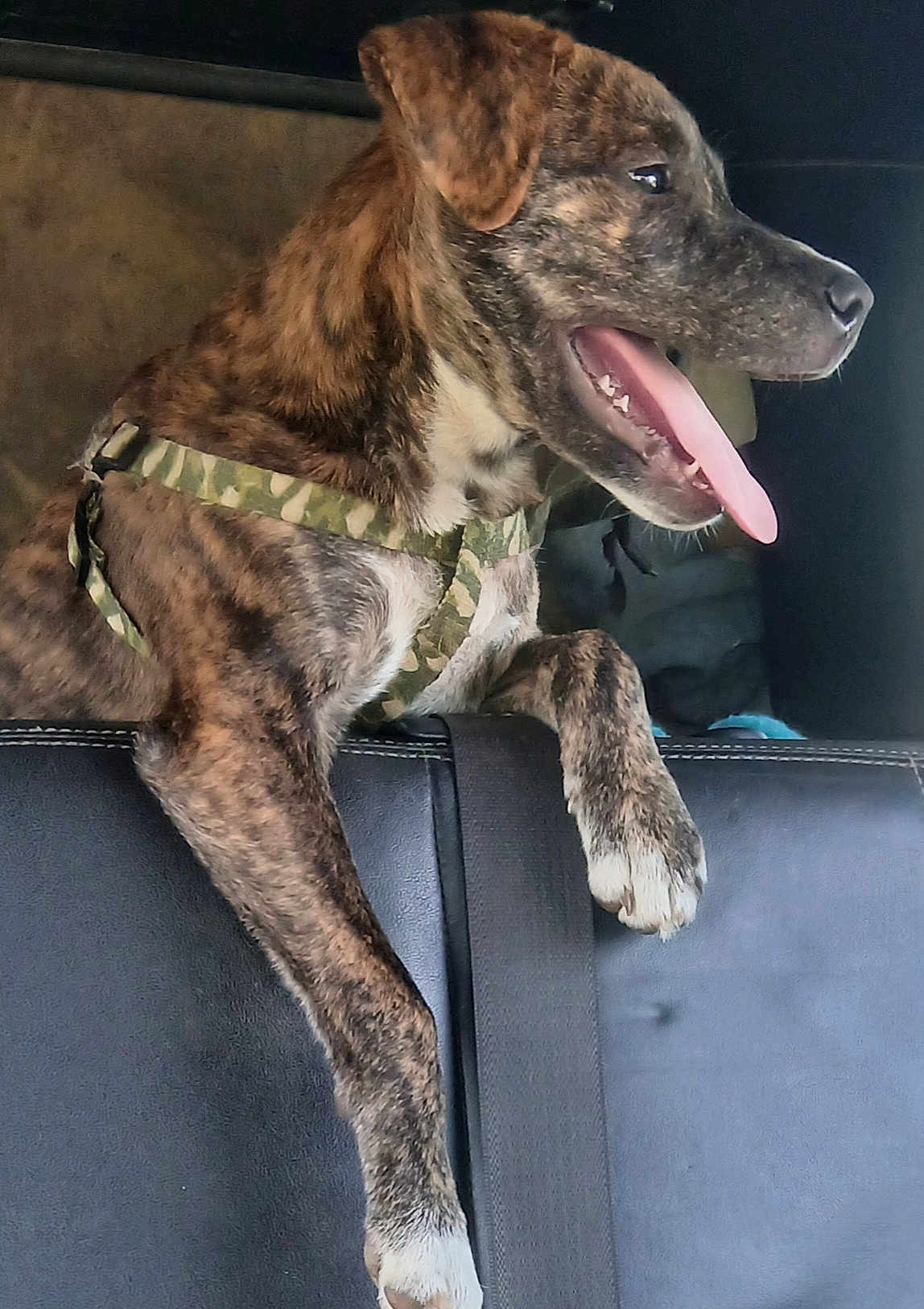 Pypur is registered to the contest to win money with this photo: dog, brindle, canine, pet, animal, car_interior, seat, harness, tongue_out, happy, side_view, paw, fur, domestic_animal, transportation, vehicle, travel, window, black_seat, dog_face