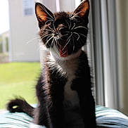 Mozzarella joined the competition — help win amazing prizes! animal, black_and_white, blurred_background, cat, cushion, daylight, domestic, feline, fur, home, indoor, kitten, mouth_open, pet, sitting, sunlight, whiskers, window, yawning, young