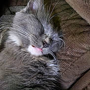 Hewie joined the competition — help win amazing prizes! animal, blanket, cat, close_up, cozy, cute, domestic_cat, face, fur, gray_fur, indoor, muzzle, nap, pet, relaxed, resting, sleeping, soft_texture, tongue_out, whiskers