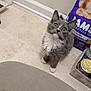 Hewie joined the competition — help win amazing prizes! adorable, canned_food, cat, container, corner, curious, feline, floor_tile, gray_cat, indoor, kitten, kitten_food, looking_up, paws, pet, pet_food, purple_bag, whiskers, white_fur, young_cat
