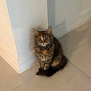 Maleficent is registered to the contest to win money with this photo: kitten, cat, fluffy, sitting, corner, tile_floor, curious, indoor, pet, fur, young, small, cute, animal, domestic, whiskers, ears, tail, looking, cozy