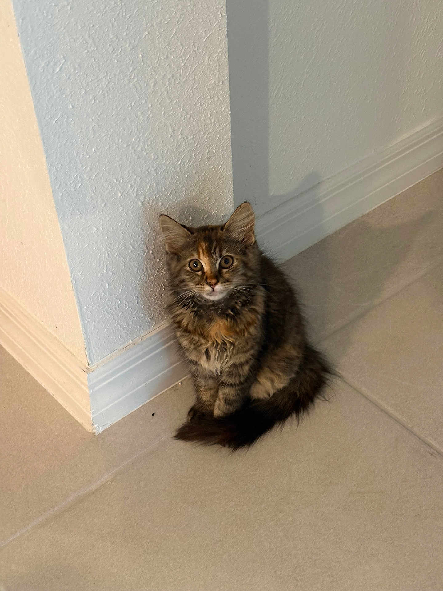 Maleficent is registered to the contest to win money with this photo: kitten, cat, fluffy, sitting, corner, tile_floor, curious, indoor, pet, fur, young, small, cute, animal, domestic, whiskers, ears, tail, looking, cozy