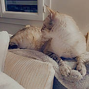 Lena Latouche a rejoint le concours — aidez-le/la à gagner de superbes lots ! animal, blanket, cat, comfort, couch, cozy, curious, domestic, fur, furniture, home, indoor, mammal, night, pet, quiet, relaxed, resting, soft, window