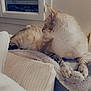 animal, blanket, cat, comfort, couch, cozy, curious, domestic, fur, furniture, home, indoor, mammal, night, pet, quiet, relaxed, resting, soft, window