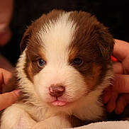 Azur participe au concours pour gagner de l'argent avec cette photo : puppy, dog, cute, fluffy, brown, white, tongue_out, pet, animal, hands, close_up, adorable, young, fur, face, domestic_animal, sleepy, mammal, friendship, companion