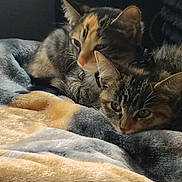 Zaza And Sparkle joined the competition — help win amazing prizes! cat, tabby_cat, blanket, resting, cozy, indoor, pet, feline, two_animals, fur, sleepy, cute, companion, relaxing, animal, close_up, domestic_cat, soft_texture, laying_down, warm