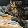 cat, tabby_cat, blanket, resting, cozy, indoor, pet, feline, two_animals, fur, sleepy, cute, companion, relaxing, animal, close_up, domestic_cat, soft_texture, laying_down, warm