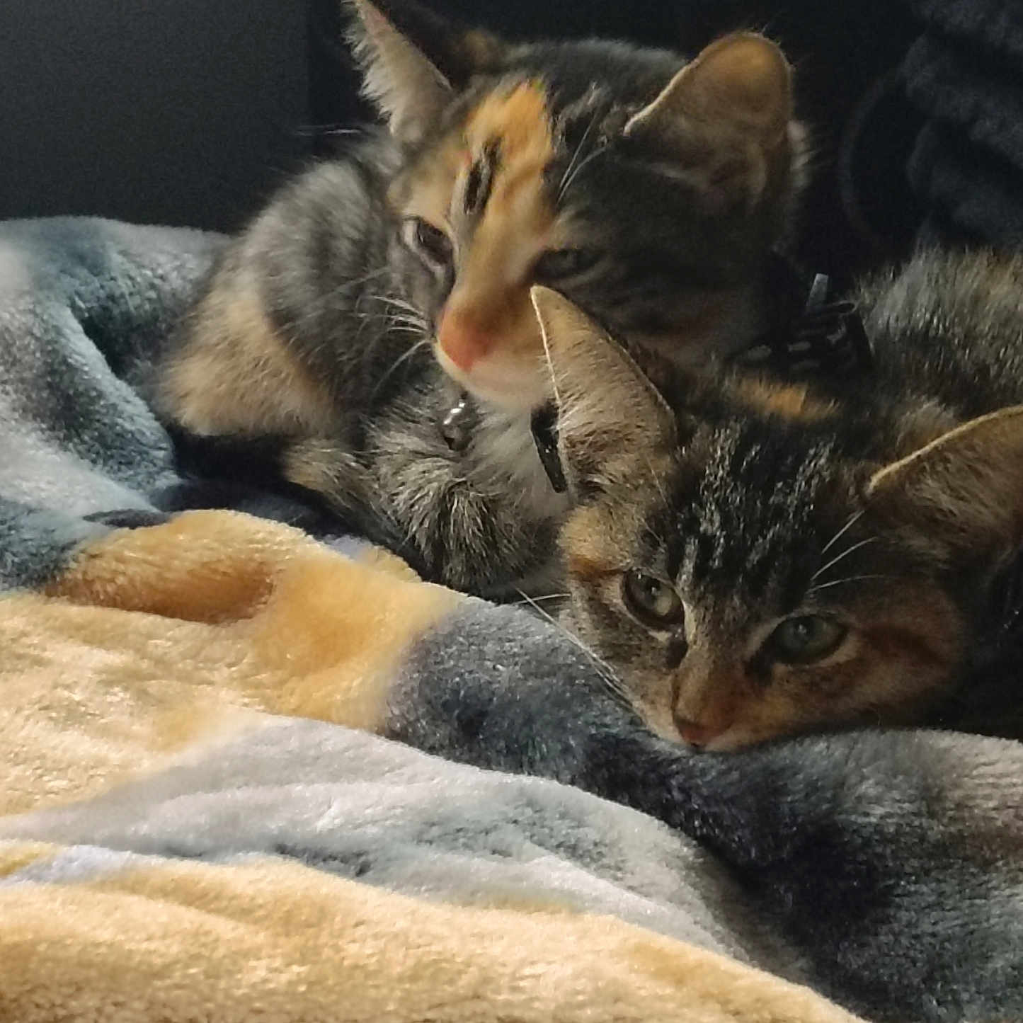 Zaza And Sparkle joined the competition — help win amazing prizes! animal, blanket, cat, close_up, companion, cozy, cute, domestic_cat, feline, fur, indoor, laying_down, pet, relaxing, resting, sleepy, soft_texture, tabby_cat, two_animals, warm