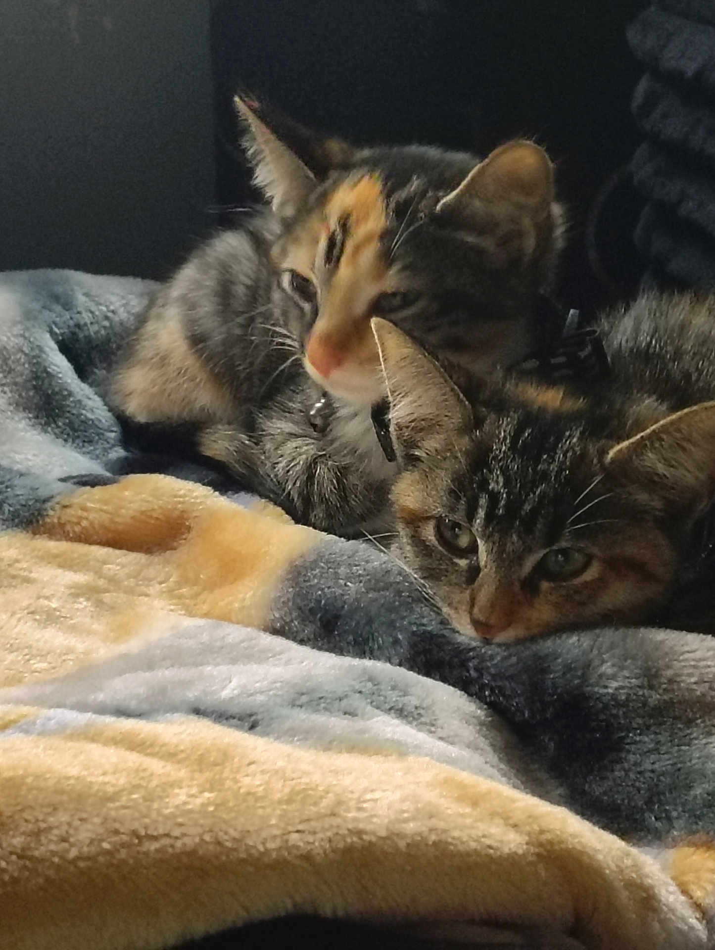 Zaza And Sparkle joined the competition — help win amazing prizes! cat, tabby_cat, blanket, resting, cozy, indoor, pet, feline, two_animals, fur, sleepy, cute, companion, relaxing, animal, close_up, domestic_cat, soft_texture, laying_down, warm