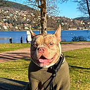 Neteyam participe au concours pour gagner de l'argent avec cette photo : dog, pet, smiling, outdoor, park, lake, bench, leash, jacket, grass, tree, water, sky, sunny, portrait, canine, panting, walk, town_background, happy