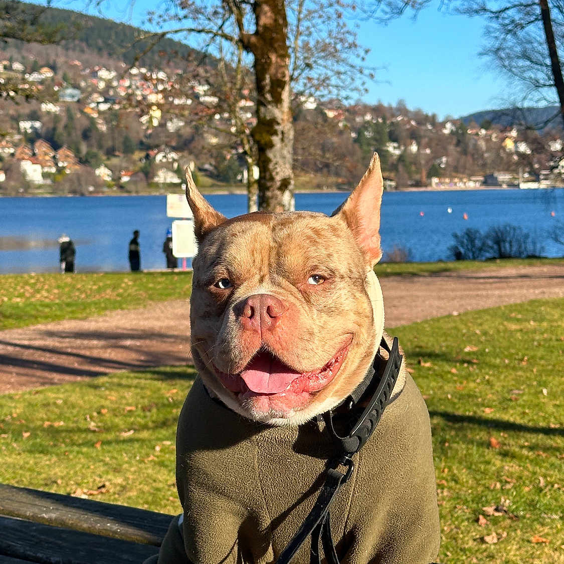 Neteyam participe au concours pour gagner de l'argent avec cette photo : bench, canine, dog, grass, happy, jacket, lake, leash, outdoor, panting, park, pet, portrait, sky, smiling, sunny, town_background, tree, walk, water