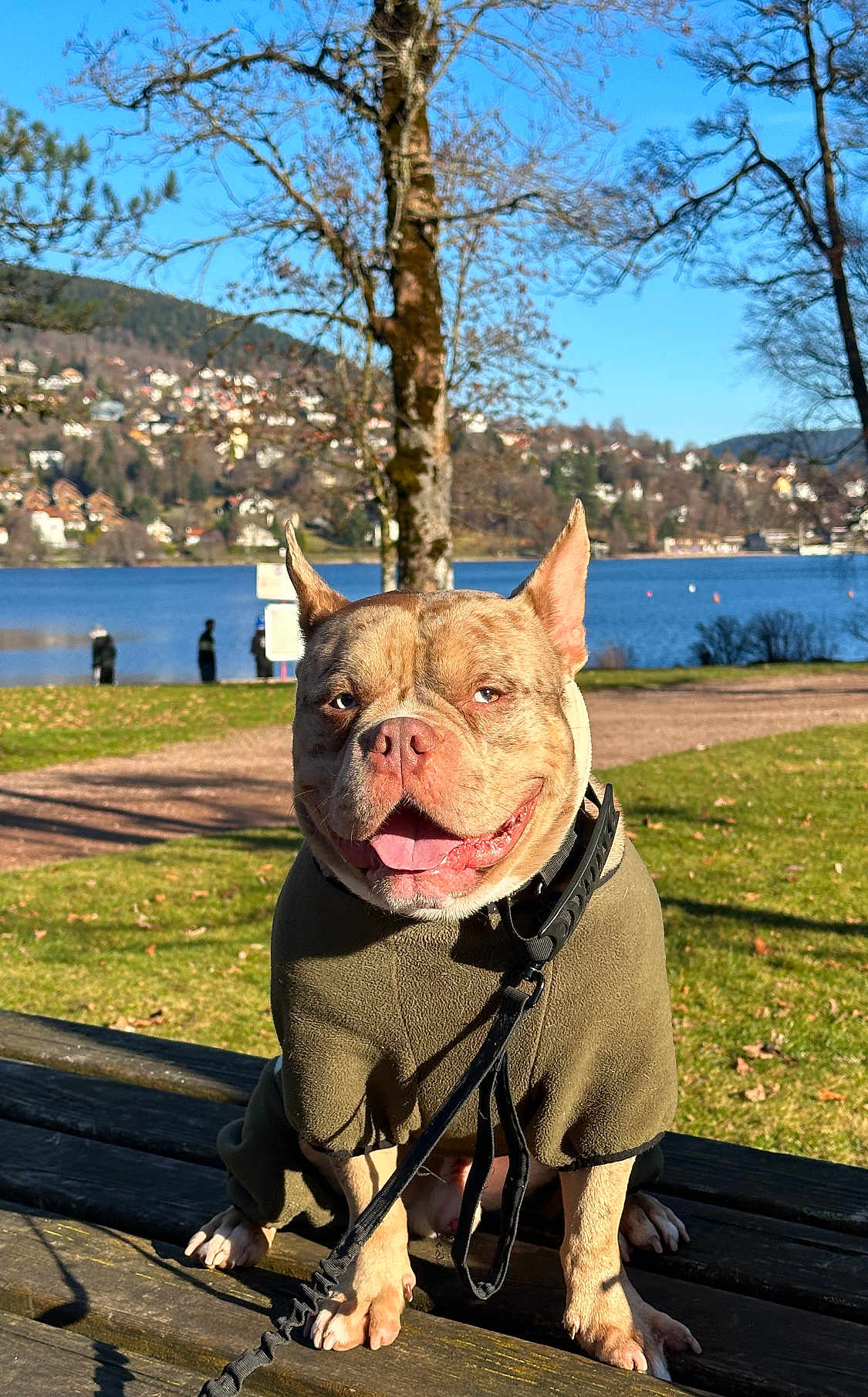 Neteyam participe au concours pour gagner de l'argent avec cette photo : dog, pet, smiling, outdoor, park, lake, bench, leash, jacket, grass, tree, water, sky, sunny, portrait, canine, panting, walk, town_background, happy
