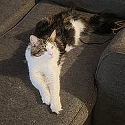 Aiko participe au concours pour gagner de l'argent avec cette photo : cat, feline, longhair, tabby, white_fur, yellow_eyes, paw, whiskers, sofa, couch, upholstery, living_room, indoor, pet, relaxed, lounging, furniture, shadow, domestic, fluffy