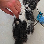 Baya a rejoint le concours — aidez-le/la à gagner de superbes lots ! kitten, black_and_white, cat, playing, hand, toy, blue, feathers, floor, tile, pet, animal, cute, small, fur, whiskers, paw, lying, indoor, curious