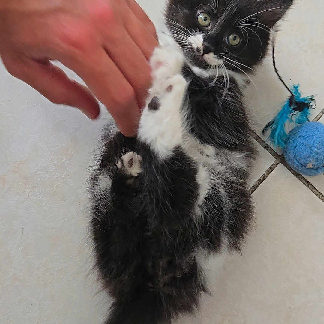 Baya