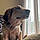 Phoebe