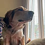 animal, brown, calm, companion, couch, cozy, curtains, dog, domestic, furniture, home, indoor, light, looking_away, pet, quiet, seated, side_view, wall, window
