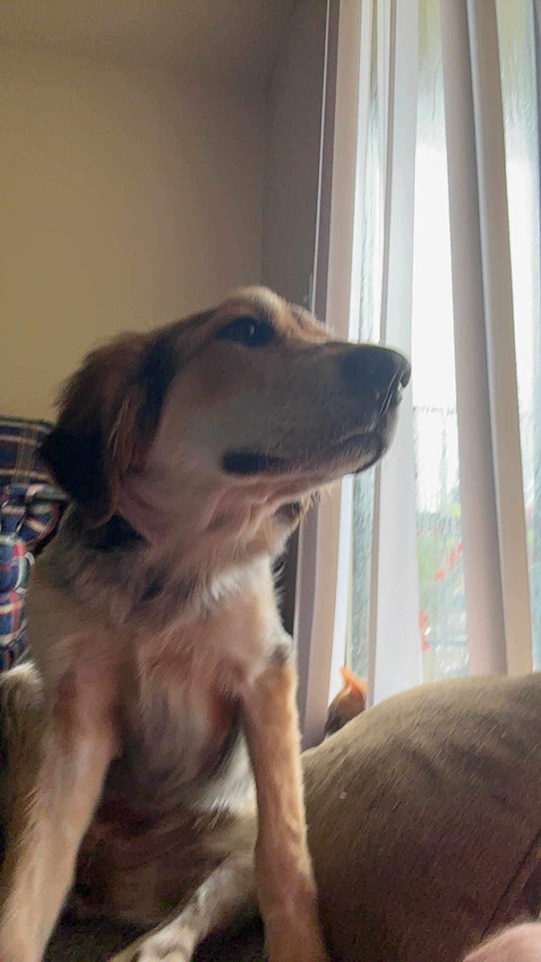 Phoebe