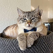 Murphy is registered to the contest to win money with this photo: cat, bow_tie, pet, feline, relaxed, indoor, cozy, cat_bed, fur, whiskers, paws, domestic_cat, cute, animal, mammal, resting, portrait, home, comfort, lazy