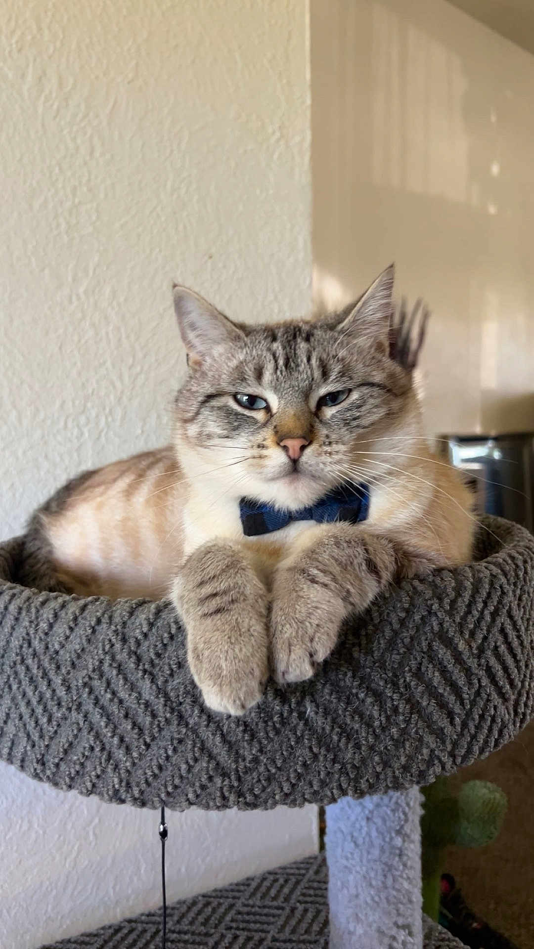 Murphy is registered to the contest to win money with this photo: cat, bow_tie, pet, feline, relaxed, indoor, cozy, cat_bed, fur, whiskers, paws, domestic_cat, cute, animal, mammal, resting, portrait, home, comfort, lazy