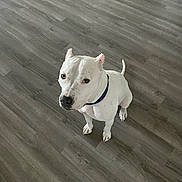 Luna is registered to the contest to win money with this photo: dog, white_dog, pet, floor, wood_floor, indoor, collar, sitting, looking_up, ears, canine, animal, domestic_animal, companion, paw, short_hair, alert, cute, friendly, house