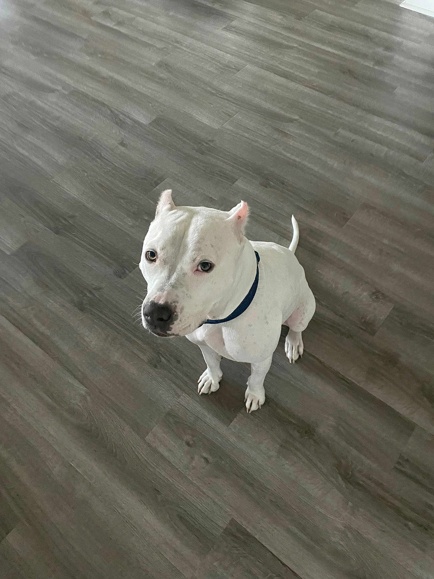 Luna