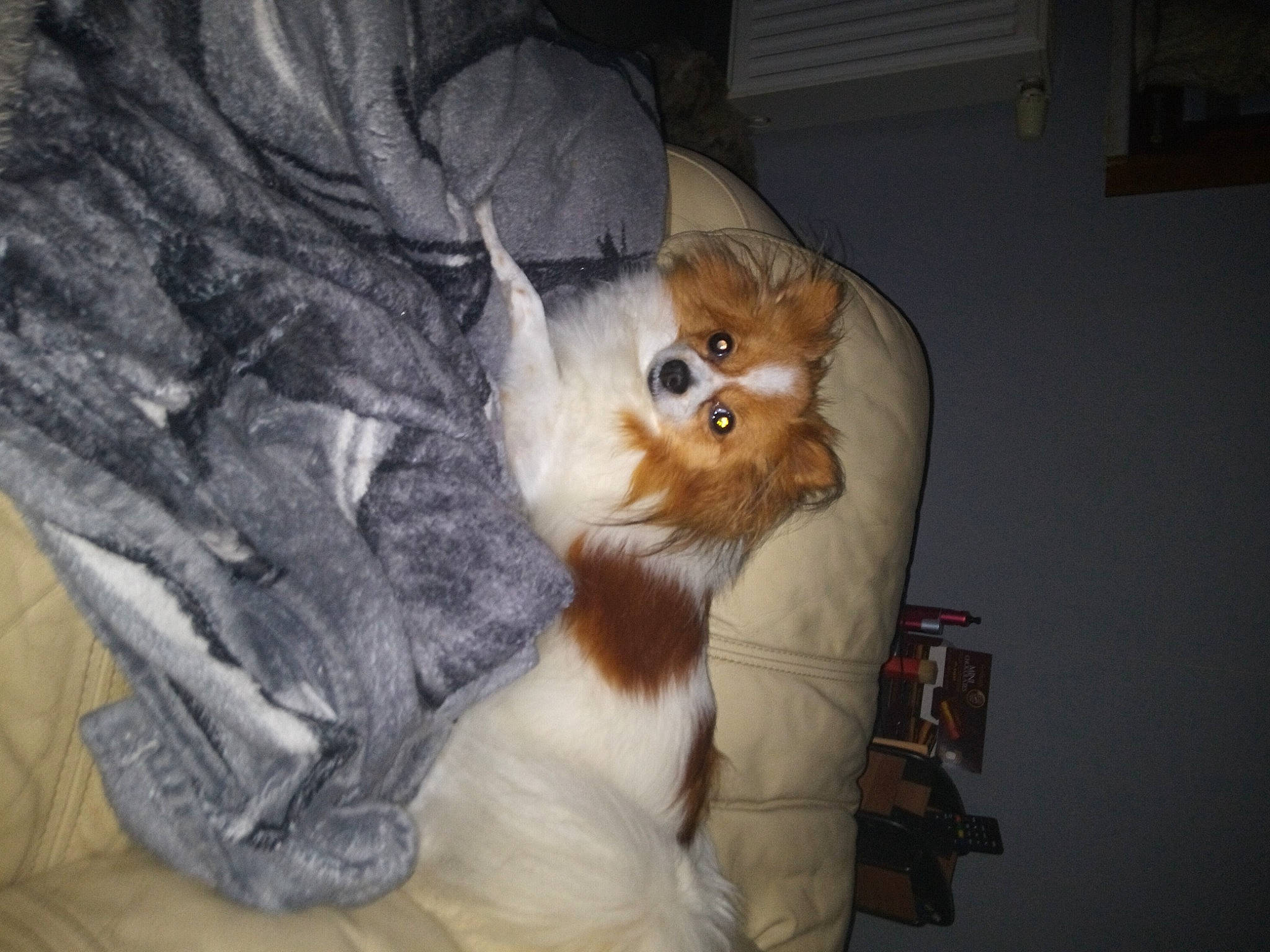 Lana a rejoint le concours — aidez-le/la à gagner de superbes lots ! canidae, carnivore, chair, comfort, companion_dog, dog, dog_breed, fawn, felidae, fur, pomeranian, small_to_medium_sized_cats, snout, spitz, sporting_group, sunglasses, toy_dog, watch, whiskers, wood