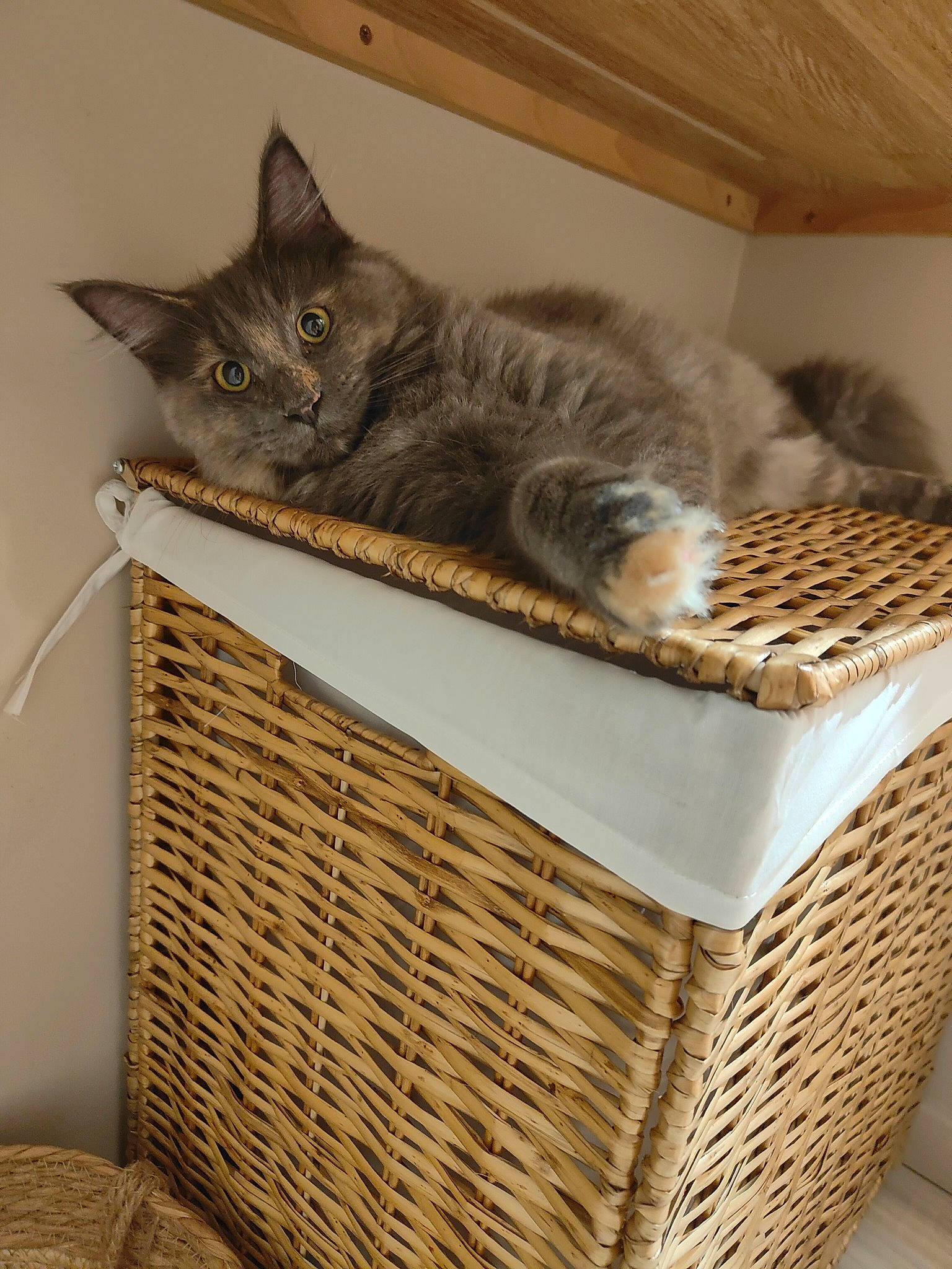 Uby a rejoint le concours — aidez-le/la à gagner de superbes lots ! basket, box, carnivore, cat, cat_supply, domestic_short_haired_cat, felidae, fur, hardwood, home_accessories, picnic_basket, rectangle, room, shelf, small_to_medium_sized_cats, storage_basket, tail, whiskers, wicker, wood