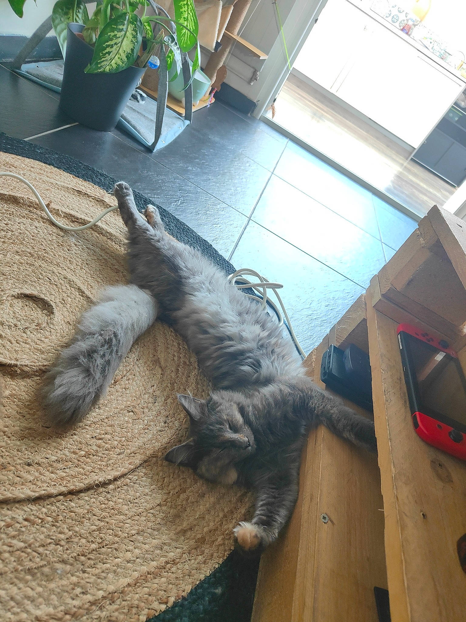 Uby participe au concours pour gagner de l'argent avec cette photo : carnivore, cat, claw, comfort, domestic_short_haired_cat, felidae, floor, flooring, fur, giant_anteater, hardwood, houseplant, paw, plant, small_to_medium_sized_cats, sporting_group, tail, terrestrial_animal, whiskers, wood