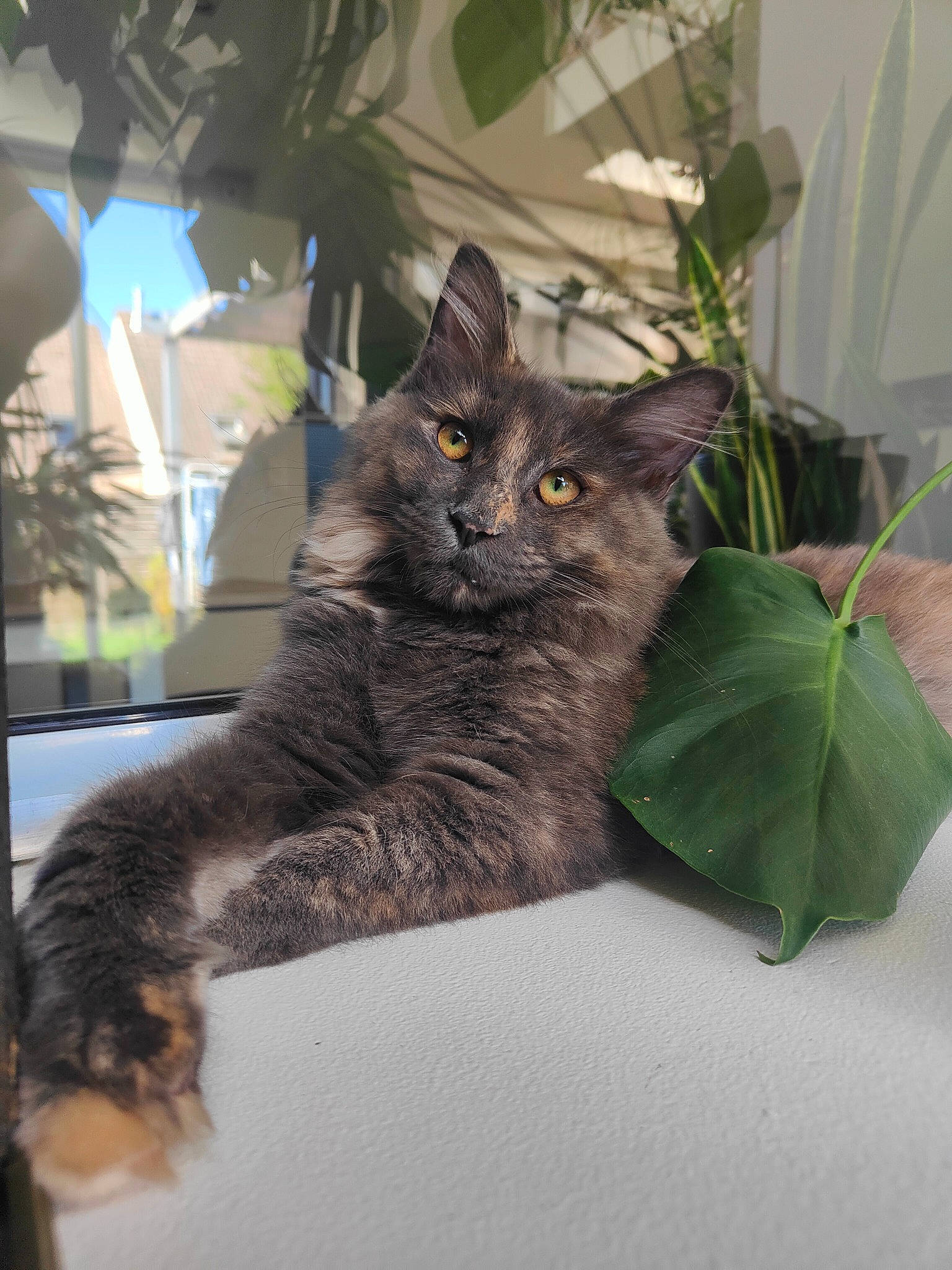 Uby participe au concours pour gagner de l'argent avec cette photo : art, black_cat, carnivore, cat, claw, domestic_short_haired_cat, felidae, flowerpot, fur, herb, houseplant, paw, plant, small_to_medium_sized_cats, snout, tail, terrestrial_animal, whiskers, window