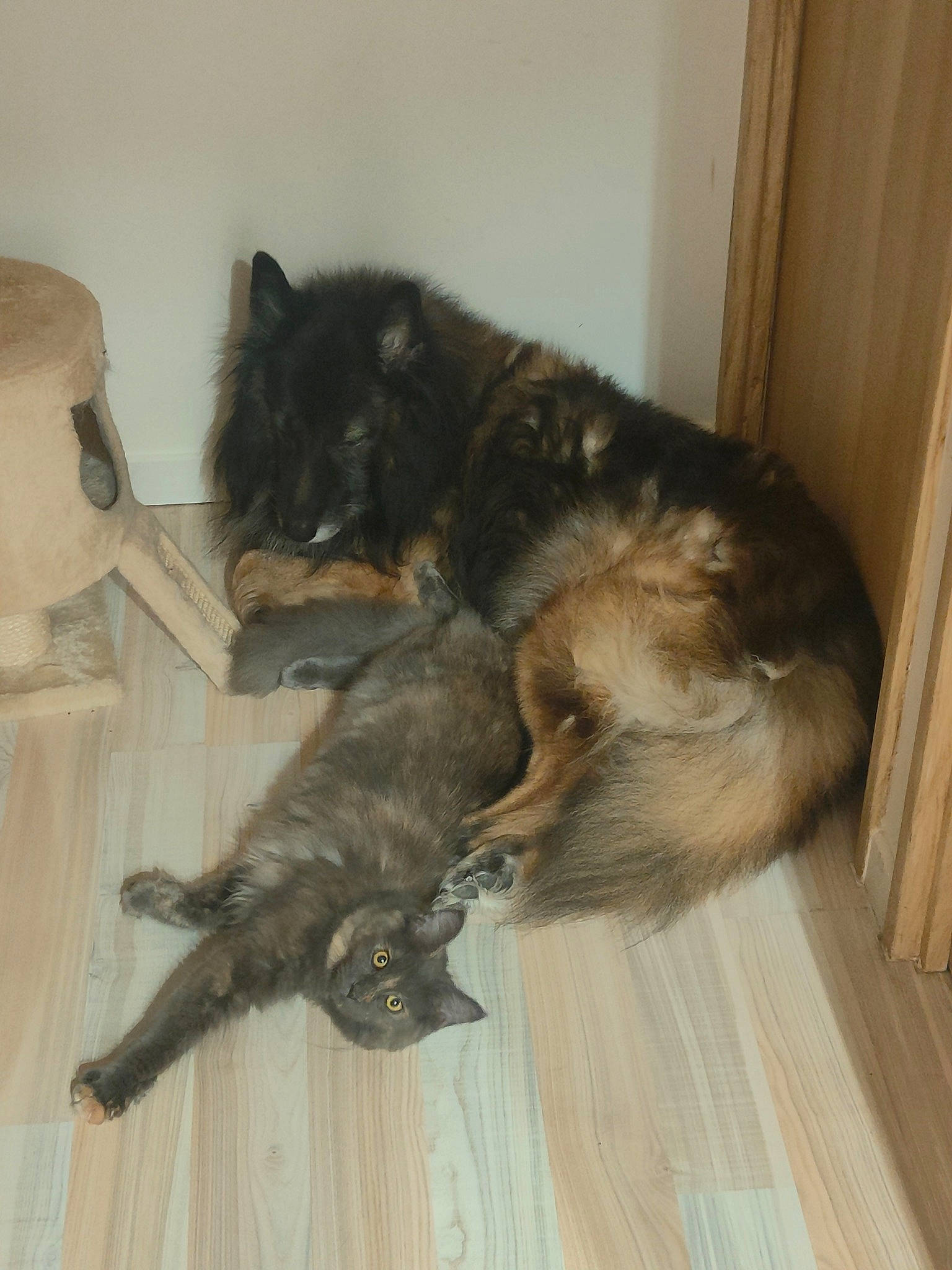 Uby participe au concours pour gagner de l'argent avec cette photo : brown, carnivore, cat, claw, comfort, companion_dog, dog, dog_breed, fawn, felidae, flooring, fur, hardwood, paw, small_to_medium_sized_cats, sporting_group, tail, whiskers, wood, wood_flooring