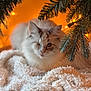 animal, blanket, carpet, cat, christmas, closeup, cozy, cute, decor, festive, fluffy, holiday_lights, indoor, one-eyed_cat, pet, pine_branches, resting, soft_texture, warm_lighting, white_cat