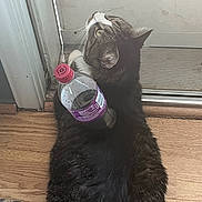 Jasper joined the competition — help win amazing prizes! animal, balance, bottle, cat, curious, domestic, door, door_frame, ears, floor, fur, household, indoor, looking_up, pet, plastic_bottle, side_view, tabby, whiskers, wooden_floor