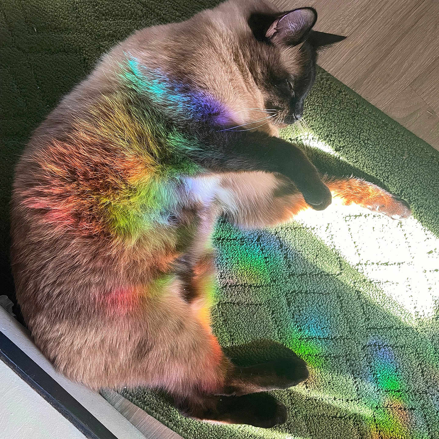 Hershel is registered to the contest to win money with this photo: accessories, animal, art, cat, face, head, homedecor, kitten, light, manx, mat, modernart, person, pet, photography, purple, quilt, rug, siamese, sleeping