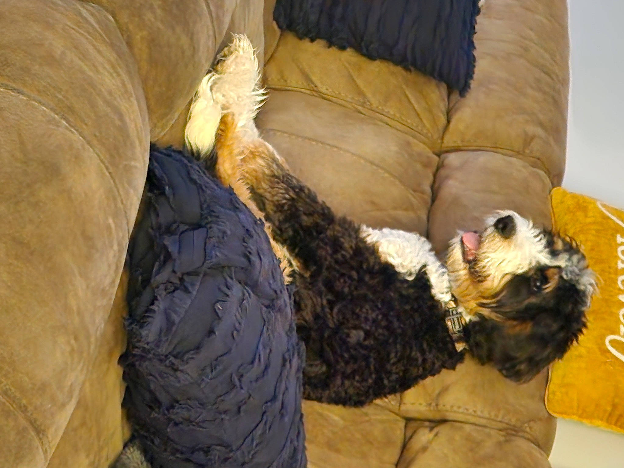 Ollie is registered to the contest to win money with this photo: canidae, carnivore, comfort, companion_dog, couch, dog, dog_breed, dog_supply, felidae, fur, nap, non_sporting_group, room, small_terrier, small_to_medium_sized_cats, sporting_group, studio_couch, tail, terrier, toy_dog