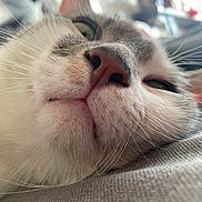 Maurice a rejoint le concours — aidez-le/la à gagner de superbes lots ! cat, close_up, nose, whiskers, sleepy, resting, feline, fur, mouth, face, animal, pet, soft, texture, blurred_background, indoor, cozy, relaxed, cute, portrait