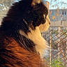 cat, animal, pet, feline, fluffy, black_and_white, side_profile, window, sunlight, outdoor, garden, fence, whiskers, fur, nature, domestic, looking_out, daylight, close_up, peaceful