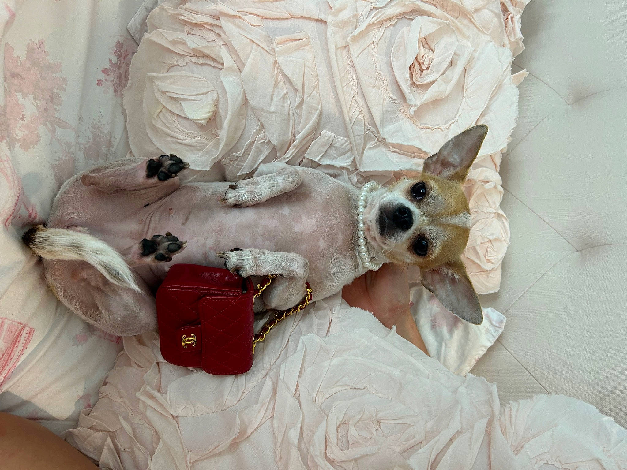 Lucy joined the competition — help win amazing prizes! bag, canidae, carnivore, comfort, companion_dog, dog, dog_breed, dog_supply, eyewear, fashion_accessory, fawn, fur, goggles, jewellery, linens, snout, sporting_group, toy_dog, whiskers, working_animal